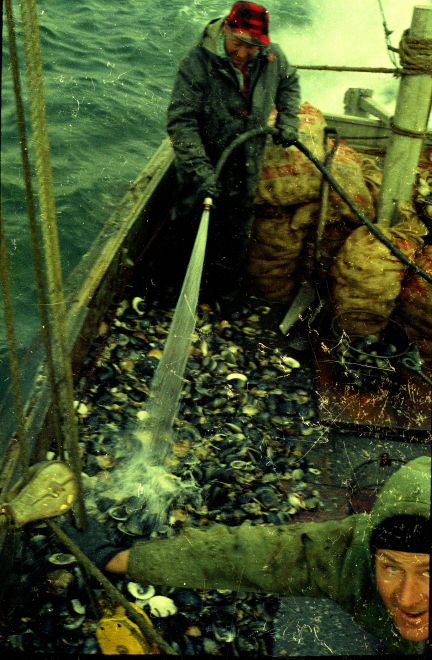 Massive catch in 15 . minute tow of quahog dredge